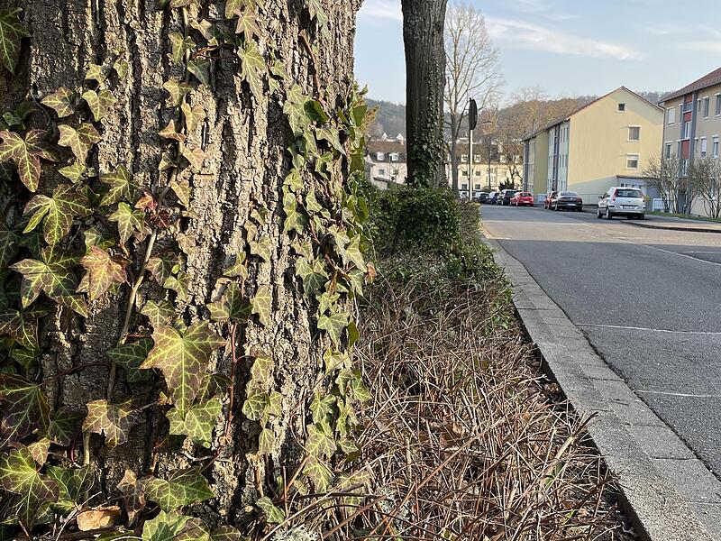 Viel Asphalt, wenig Platz für die Wurzeln: Viele Bäume an Straßen in Bad Kissingen leiden, wie hier in der Vernonstraße am Parkfriedhof. Viel Asphalt, wenig Platz für die Wurzeln: Viele Bäume an Straßen in Bad Kissingen leiden, wie hier in der Vernonstraße am Parkfriedhof.