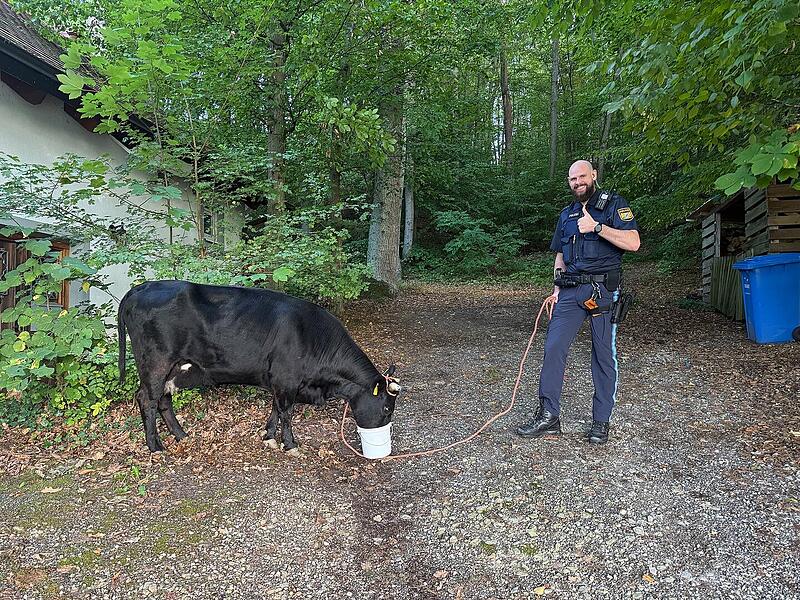 Forchheim: Polizei sucht entlaufene Kuh und ihr Kalb Forchheim: Polizei sucht entlaufene Kuh und ihr Kalb