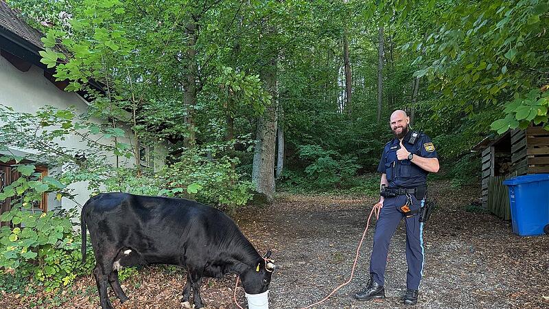 Forchheim: Polizei sucht entlaufene Kuh und ihr Kalb