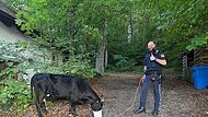 Forchheim: Polizei sucht entlaufene Kuh und ihr Kalb