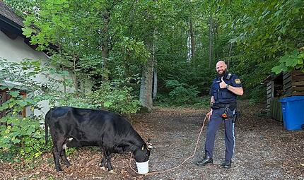 Forchheim: Polizei sucht entlaufene Kuh und ihr Kalb