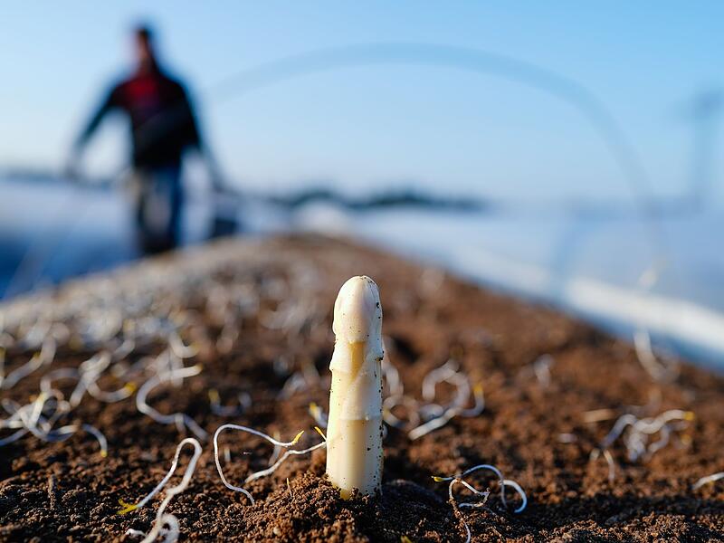 Spargel
