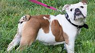 Emma ist eine zwölfjährige Englische Bulldogge.