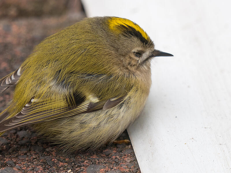 Beeindruckt von der andauernden K&auml;lte sitzt rundlich aufgeplustert ein Wintergoldh&auml;hnchen im Garten. Aufgenommen in Garitz.