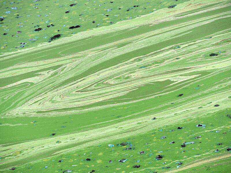 Grüne Schlieren durch Blaualgen Grüne Schlieren durch Blaualgen
