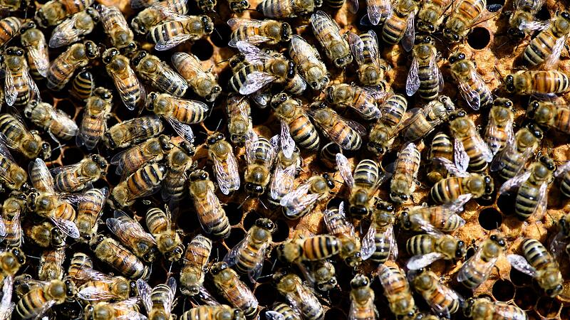 Schw&auml;nzelt&auml;nze k&ouml;nnen interessierte Sammelbienen im dunklen Bienenstock aus gr&ouml;&szlig;eren Entfernungen anlocken, wenn auf ungedeckelten Wabenzellen getanzt wird.