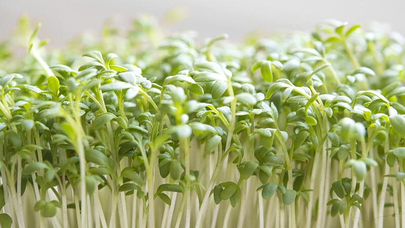 Kresse w&auml;chst innerhalb von wenigen Tagen heran - und kann f&uuml;r Salate oder als Beilage zum Butterbrot geerntet werden.