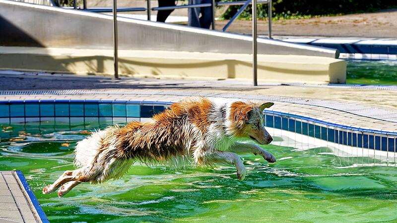 Hundebadetag im Stadionbad Bamberg 2026