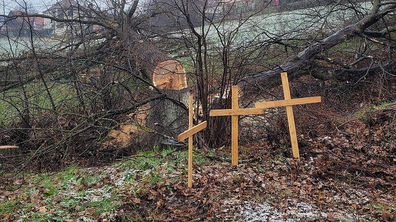 Die Holzkreuze machen deutlich: Für die Anwohner ist die Fällung der Jahrhunderte alten Bäume ein Naturfrevel.