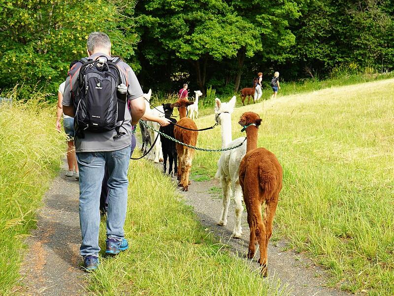 Die Wandergesellschaft ist mal in Reih und Glied unterwegs – und dann mal wieder etwas durcheinander.