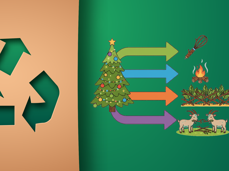 Wie kann man Weihnachtsb&auml;ume wiederverwerten?