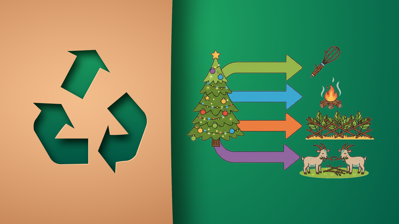 Wie kann man Weihnachtsb&auml;ume wiederverwerten?