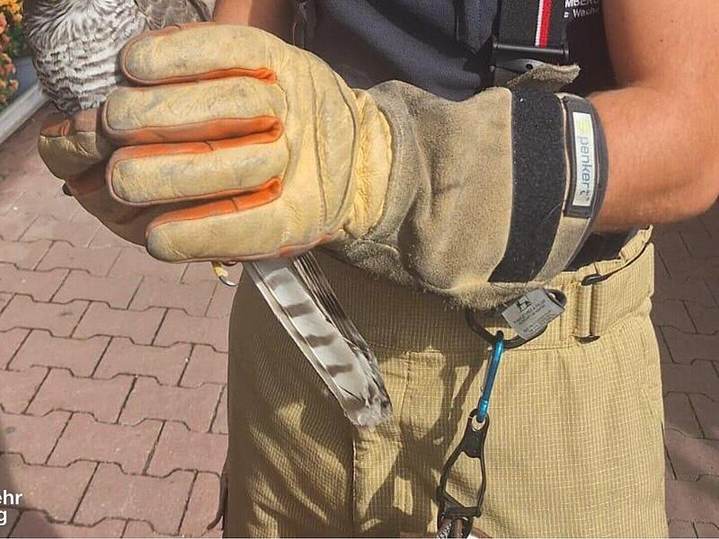 Bamberg: Feuerwehr mit tierischem Rettungs-Einsatz in Baumarkt Bamberg: Feuerwehr mit tierischem Rettungs-Einsatz in Baumarkt