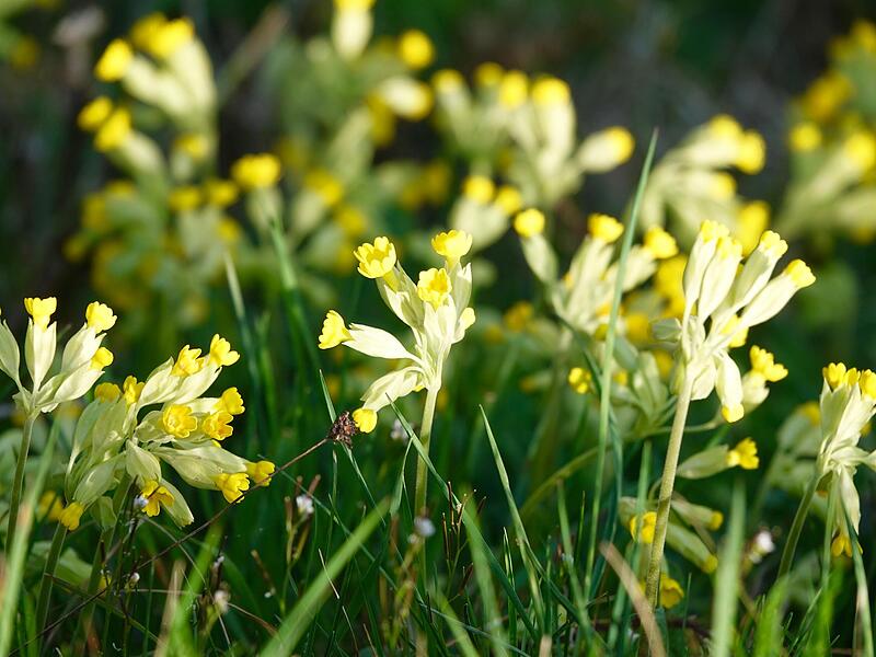 Die gelben Blüten der Schlüsselblume bringen die Sonne in die Flur und in den Garten. Die gelben Blüten der Schlüsselblume bringen die Sonne in die Flur und in den Garten.