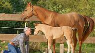 Er versteht die Pferde wie kein anderer: Pferdeprofi Bernd Hackl arbeitet bereits seit Jahren mit den Tieren auf Augenhöhe.
