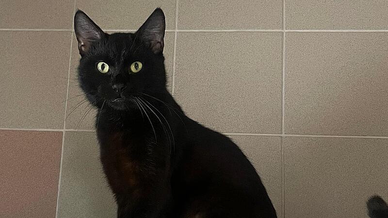 Kater Tierheim Kronach