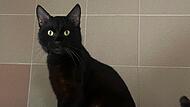 Kater Tierheim Kronach
