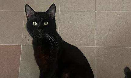 Kater Tierheim Kronach