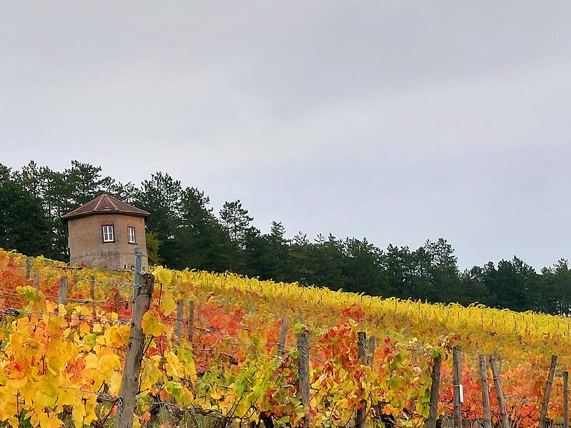 Ein Bild mit wundersch&ouml;nen herbstlichen Farben. &bdquo;Aufgenommen im Weinberg des Schlo&szlig; Saaleck &ndash; mit Kavaliersh&auml;uschen im Hintergrund&ldquo;, schreibt Uwe Bindrum.