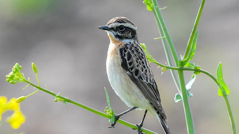 Braunkehlchen Braunkehlchen