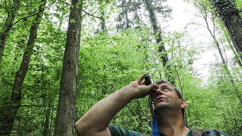 Klimakrise, Trockenheit, sterbende Wälder: Wie können unsere grünen Lungen überleben? Eine aufwendige Inventur soll Klarheit schaffen. Der Wald am Auerberg bei Reuth zeigt, wie es gelingen kann.Forchheim & Fränkische Schweiz