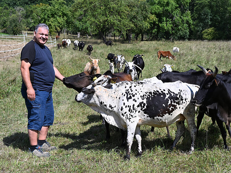 Zebuhof Gath in WeilersbachForchheim & Fränkische Schweiz