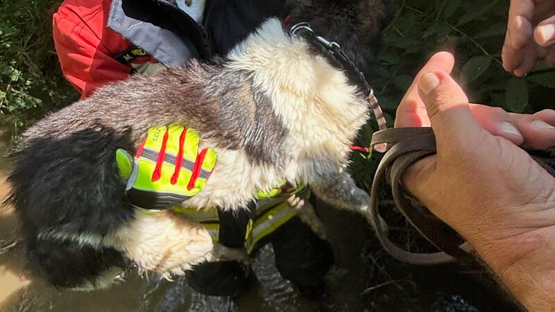 Hund aus Bach bei Litzendorf gerettet Hund aus Bach bei Litzendorf gerettet