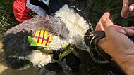Hund aus Bach bei Litzendorf gerettet