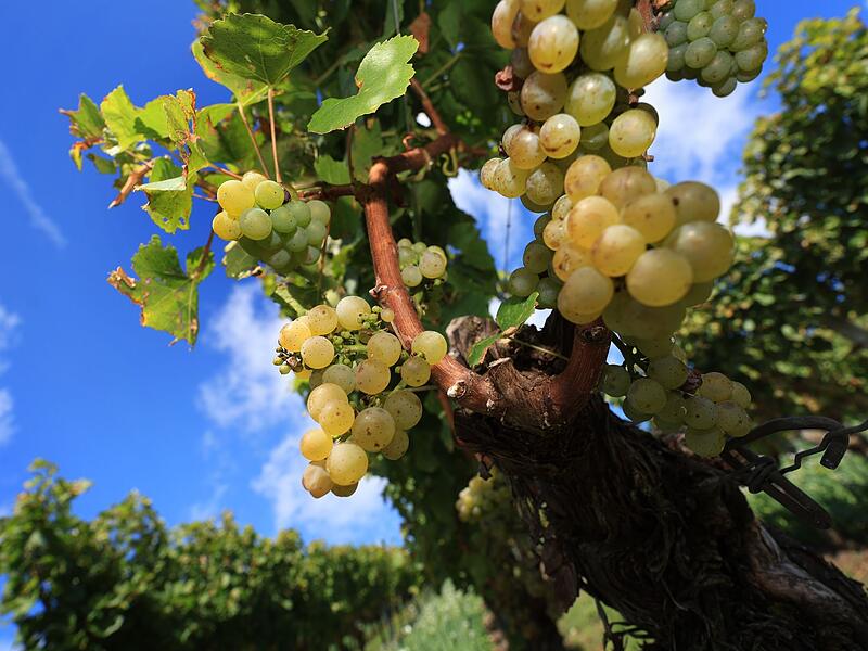 Fränkische Weinberge