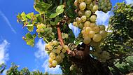 Fränkische Weinberge