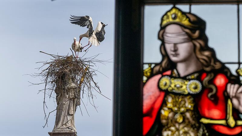 Störche wollen auf Freisinger Mariensäule nisten Störche wollen auf Freisinger Mariensäule nisten