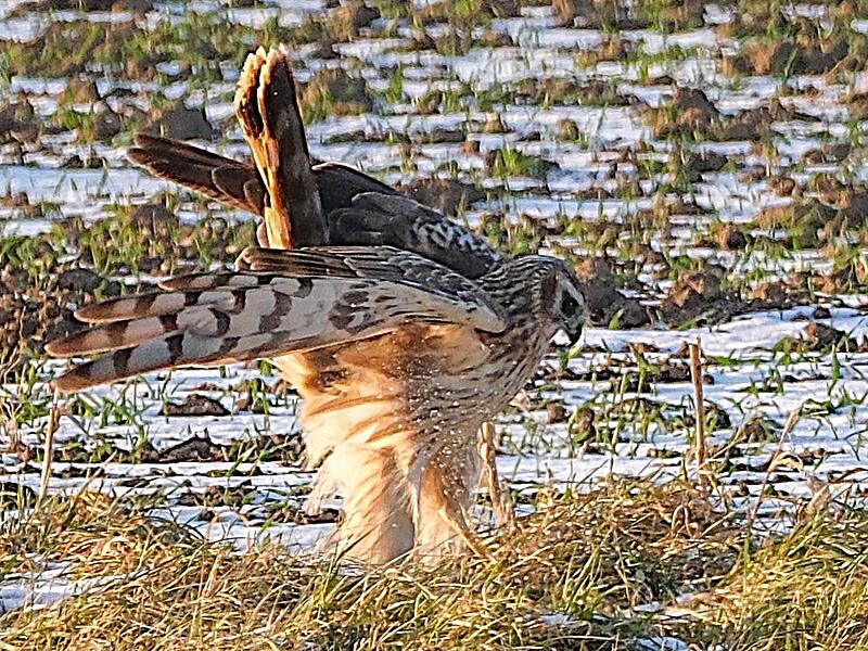 Eine seltene Vogelsichtung im Landkreis Forchheim: Die Kornweihen sind zu Besuch.