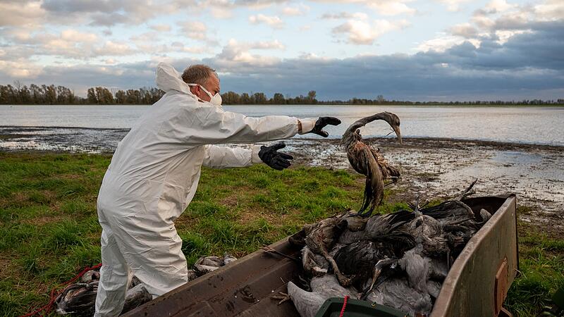 Vogelgrippe Vogelgrippe