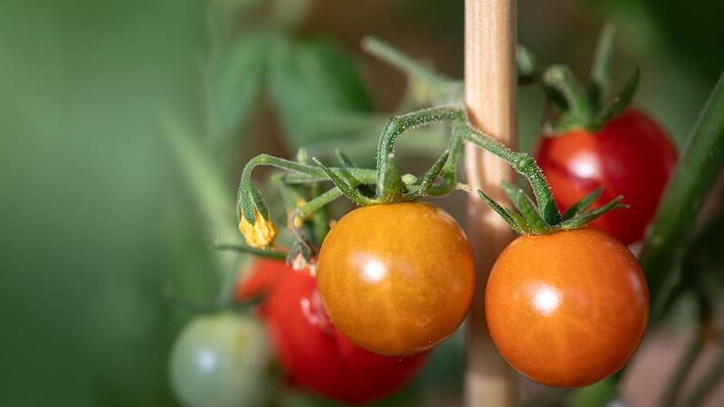 Tomaten auf dem Balkon