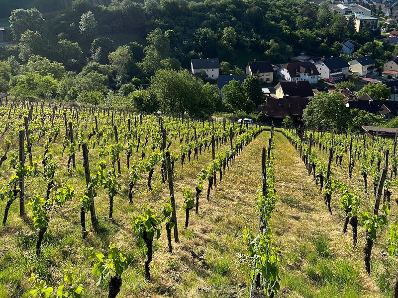 Die Weinberge der Rupperts liegen seit Generationen im Besitz der Familie. Auch sie sind von den Regelungen der EU betroffen.