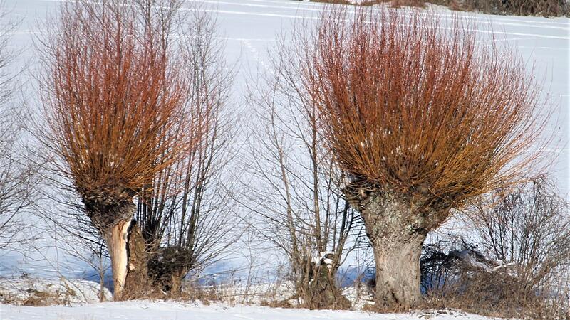 Kopfweiden sind ein uraltes Kulturgut. Sie beleben die Landschaft und bieten besonders vielen Lebewesen Nahrung sowie Wohnraum.