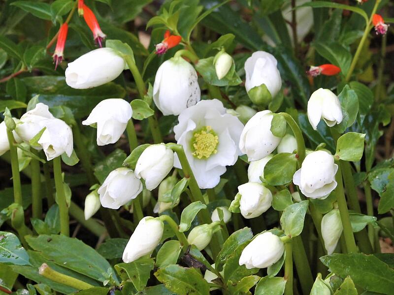 In vielen Gärten blühen jetzt schon die Christrosen.