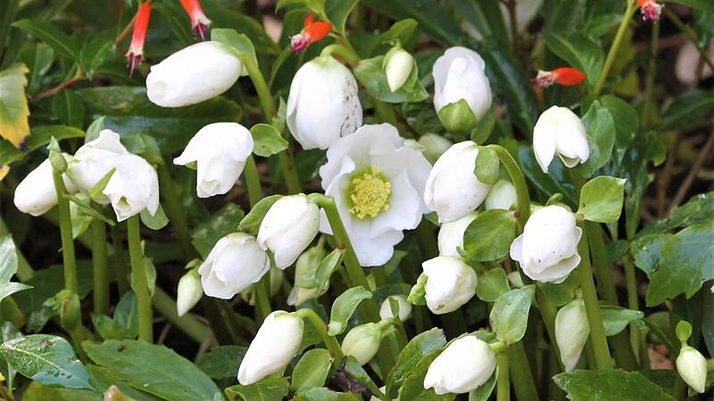 In vielen Gärten blühen jetzt schon die Christrosen.