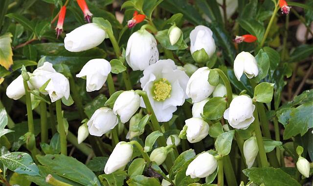 In vielen Gärten blühen jetzt schon die Christrosen.