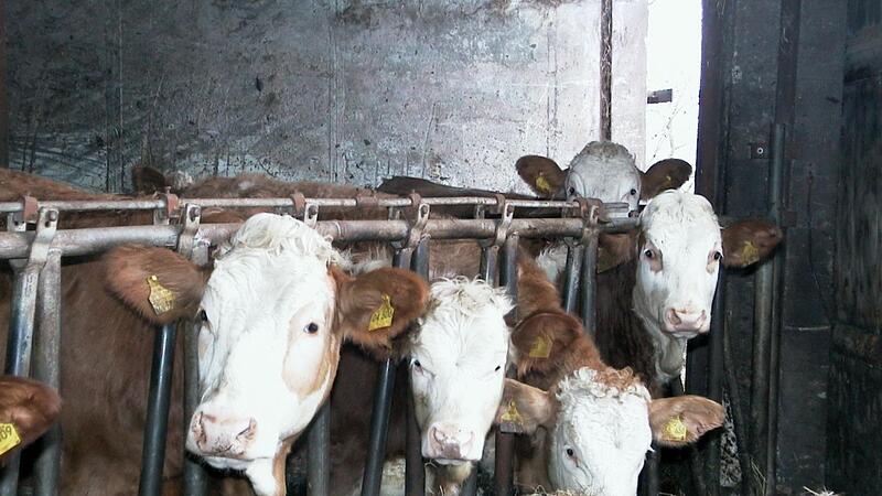 Der Landwirt Daniel Warmuth aus Tiefenroth: &bdquo;Eine Milchkuh ist ein einzigartiges Lebewesen, das aus f&uuml;r Menschen unverdaulicher Gr&uuml;nmasse hochwertige Lebensmittel erzeugt. Diese Futterpflanzen &ndash; Gr&auml;ser, Kr&auml;uter und Mais &ndash; wachsen direkt vor Ort ru...