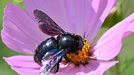 Holzbiene (Xylocopa violacea)