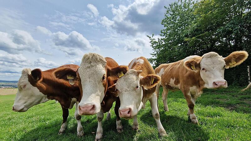 F&uuml;r Rinder bis 24 Monate k&ouml;nnen spezielle Herdenschutzz&auml;une gef&ouml;rdert werden.