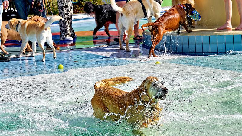Hundebadetag im Stadionbad Bamberg 2026