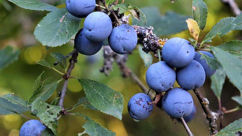 Zubereitung von Schlehen