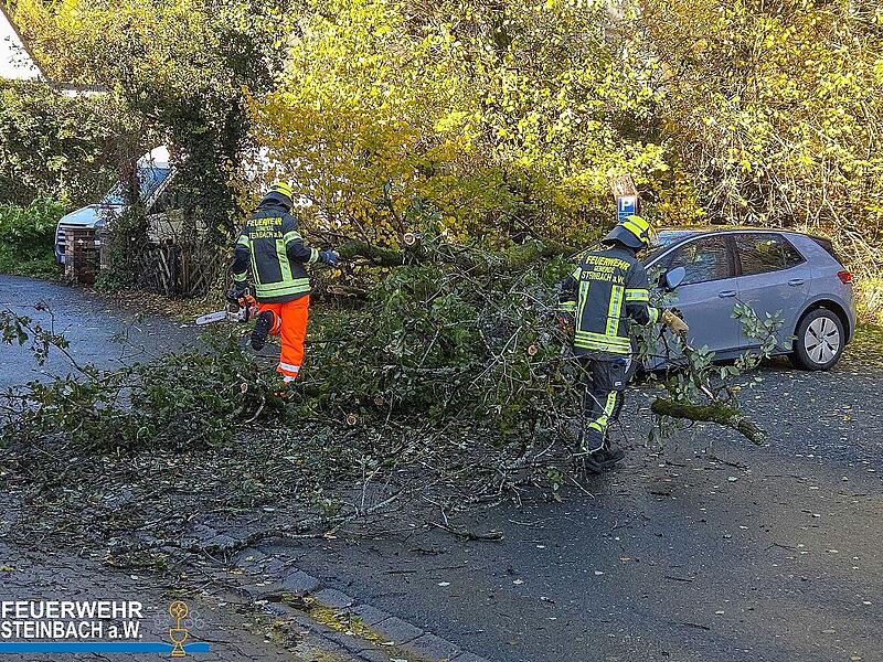 Baum auf Auto
