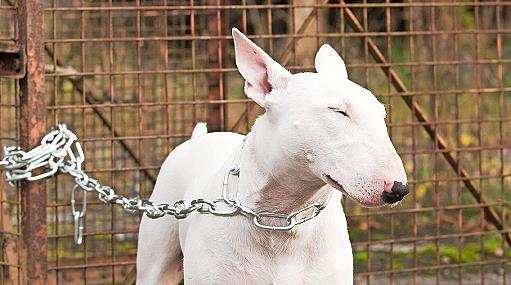 Die Haltung von Kampfhunden wird in Teuschnitz teuer, wenn die Halter für ihre Tiere kein sogenanntes Negativzeugnis vorlegen können. Die Haltung von Kampfhunden wird in Teuschnitz teuer, wenn die Halter für ihre Tiere kein sogenanntes Negativzeugnis vorlegen können.