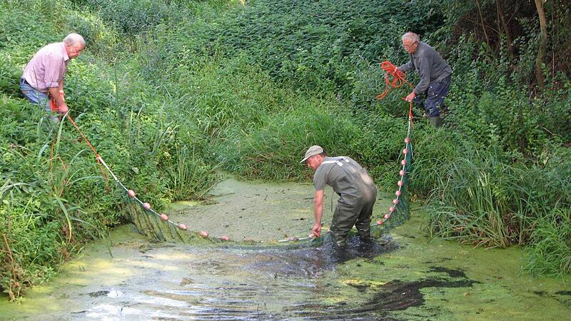 F&uuml;r die Freiwilligen der Biotop- und Artenschutzgruppe des Fischereivereins H&ouml;chstadt gibt es viel zu tun, Wasserlinsen entfernen etwa.