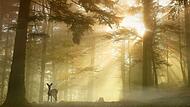 Reh im Wald