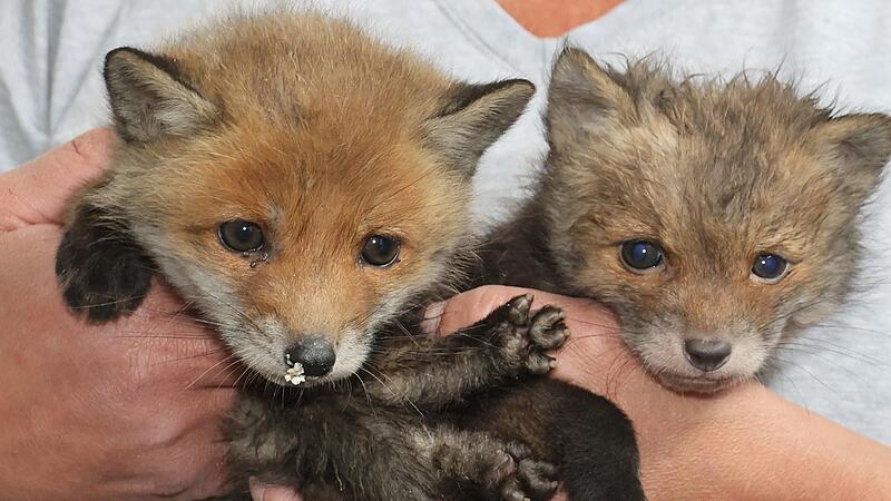 Die zwei jungen F&uuml;chse in den H&auml;nden von Tierheimleiterin Sandra Schunk.