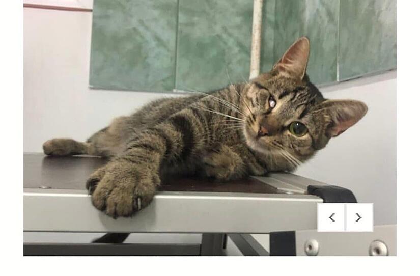 Katze Layla zu besseren Zeiten: Das Tier verstarb in Forchheim Reuth wohl durch einen Giftköder.